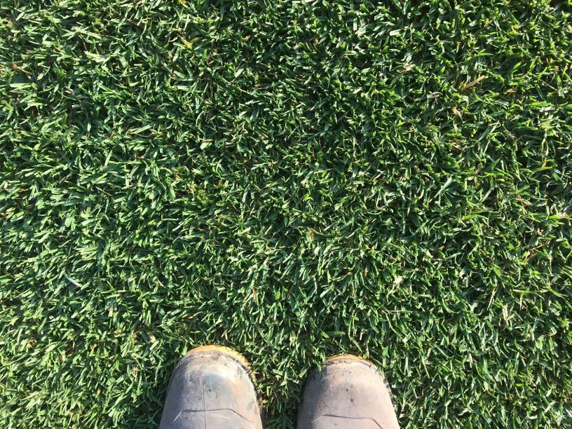 GAZON SECHERESSE KIKUYU IDGREEN
