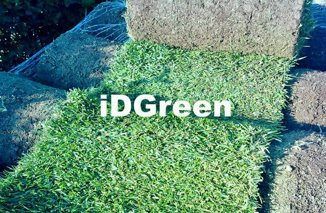 GAZON SECHERESSE ZOYSIA PARC