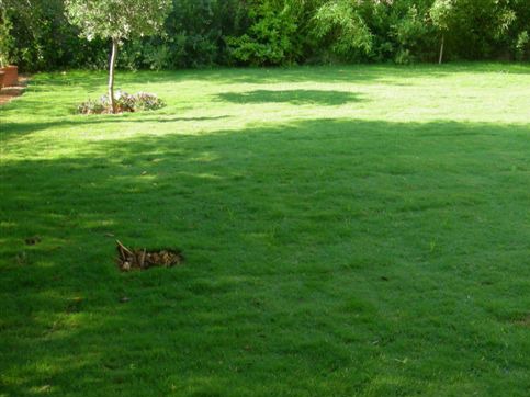 Rouleau à gazon de jardin YVMO