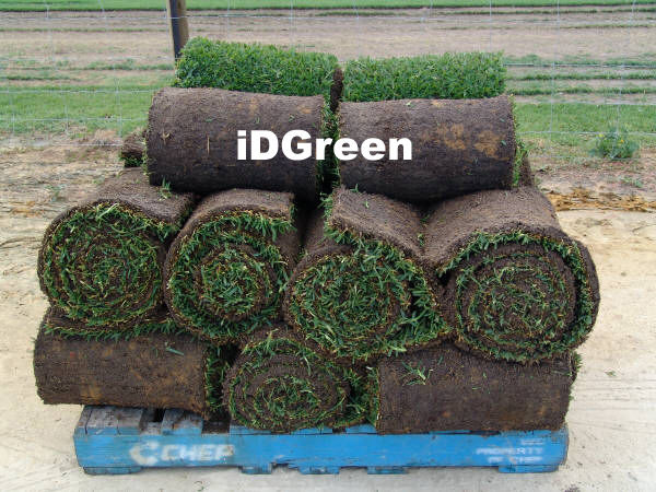 GAZON SECHERESSE EN ROULEAU ZOYSIA IDGREEN